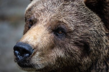 Close Up of Brown Bear Face, Displaying Its Intense Expression and Thick Fur in a Captive Naturalistic Environment clipart