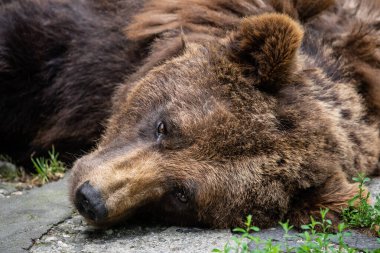 Close Up of Brown Bear Face, Displaying Its Intense Expression and Thick Fur in a Captive Naturalistic Environment. Brown bear resting peacefully on the ground clipart