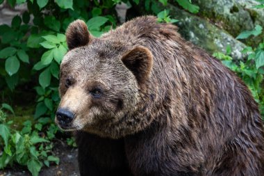 Close Up of Brown Bear Face, Displaying Its Intense Expression and Thick Fur in a Captive Naturalistic Environment clipart