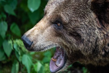 Kahverengi Ayı Surat 'ın Kapanışı, Yoğun İfade ve Kalın Kürkü Esaret Altında Doğal Bir Çevrede Gösteriliyor. Ayı kükremesi