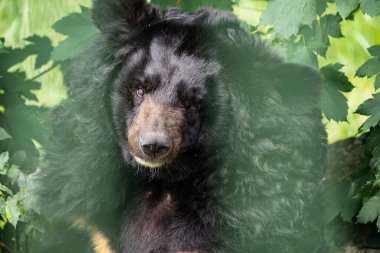 Close Up of Brown Bear Face, Displaying Its Intense Expression and Thick Fur in a Captive Naturalistic Environment clipart