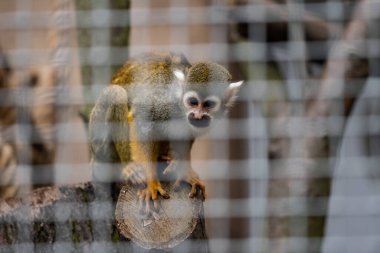 Portrait of a small tamarin monkey perched on a branch in its zoo enclosure. Its wide eyes and small size create an endearing and playful expression in the natural environment. Portrait of a monkey in zoo. clipart