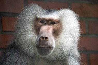 Kırmızı tuğla duvarın karşısında oturan bir babunun yakın çekimi. Maymun, tuğla bir duvarın yanında dinleniyor. Hayvanat bahçesindeki bir babunun portresi. 