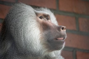 Kırmızı tuğla duvarın karşısında oturan bir babunun yakın çekimi. Maymun, tuğla bir duvarın yanında dinleniyor. Hayvanat bahçesindeki bir babunun portresi. 