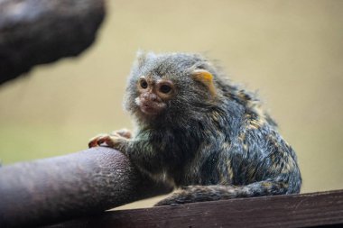 Küçük bir tamarin maymunu portresi hayvanat bahçesindeki bir dala tünemişti. Geniş gözleri ve küçük boyutu doğal çevrede sevimli ve eğlenceli bir ifade yaratır. Hayvanat bahçesindeki maymun portresi.