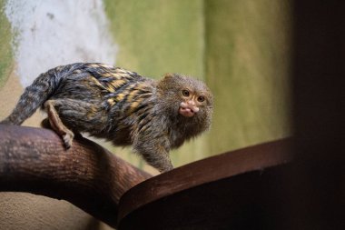 Portrait of a small tamarin monkey perched on a branch in its zoo enclosure. Its wide eyes and small size create an endearing and playful expression in the natural environment. Portrait of a monkey in zoo. clipart