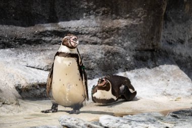 Komik küçük Penguen. Rocky Surface 'de bir grup penguen bir arada duruyor. Hayvanat bahçesindeki penguen.. 