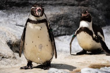 Komik küçük Penguen. Rocky Surface 'de bir grup penguen bir arada duruyor. Hayvanat bahçesindeki penguen.. 