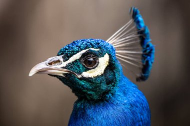 Gururlu tavus kuşu gururlu mavi bir tavus kuşunun portresi olan bir hayvanat bahçesinde yürürken yanardöner tüylerini sergiliyor. Hayvanat bahçesindeki Tavuskuşu.