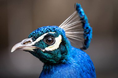 Gururlu tavus kuşu gururlu mavi bir tavus kuşunun portresi olan bir hayvanat bahçesinde yürürken yanardöner tüylerini sergiliyor. Hayvanat bahçesindeki Tavuskuşu.