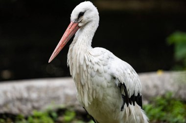 Beyaz leylek yerde duruyor. Stork fotoğraf için poz veriyor. Polonya 'da, Avrupa' da. Hayvanat bahçesindeki bir leyleğin portresi. 