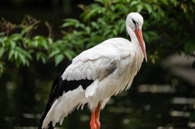 Beyaz leylek yerde duruyor. Stork fotoğraf için poz veriyor. Polonya 'da, Avrupa' da. Hayvanat bahçesindeki bir leyleğin portresi. 