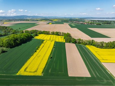 Hava aracı sarı tecavüz tohumlarının güzel tarlalarını görüyor. Tarlalarda köy çiftçiliği şekilleri. Sarı kolza tohumu açan bahar tarlaları, büyüyen bitkiler. Opole köyündeki tarlalar İHA 'dan.