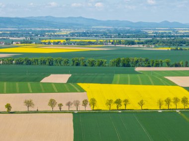 Hava aracı sarı tecavüz tohumlarının güzel tarlalarını görüyor. Tarlalarda köy çiftçiliği şekilleri. Sarı kolza tohumu açan bahar tarlaları, büyüyen bitkiler. Opole köyündeki tarlalar İHA 'dan.