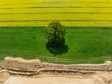 Hava aracı sarı tecavüz tohumlarının güzel tarlalarını görüyor. Tarlalarda köy çiftçiliği şekilleri. Sarı kolza tohumu açan bahar tarlaları, büyüyen bitkiler. Opole köyündeki tarlalar İHA 'dan.