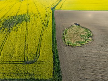 Hava aracı sarı tecavüz tohumlarının güzel tarlalarını görüyor. Tarlalarda köy çiftçiliği şekilleri. Sarı kolza tohumu açan bahar tarlaları, büyüyen bitkiler. Opole köyündeki tarlalar İHA 'dan.