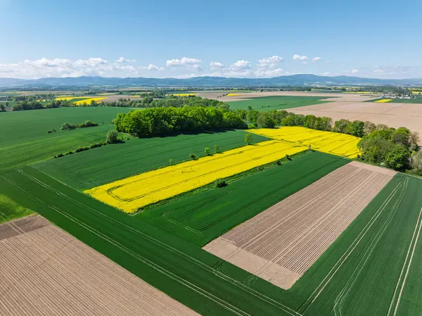 Hava aracı sarı tecavüz tohumlarının güzel tarlalarını görüyor. Tarlalarda köy çiftçiliği şekilleri. Sarı kolza tohumu açan bahar tarlaları, büyüyen bitkiler. Opole köyündeki tarlalar İHA 'dan.