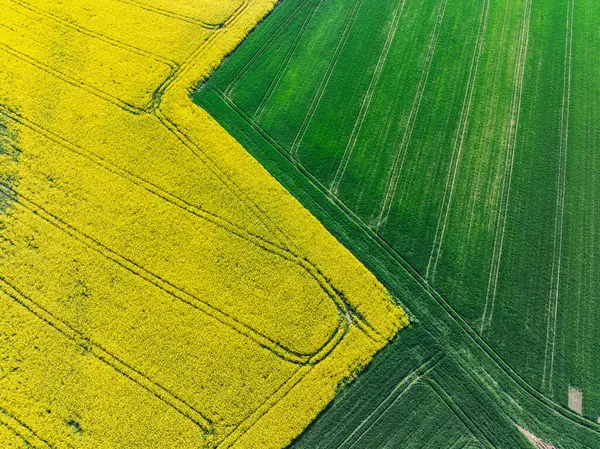 Hava aracı sarı tecavüz tohumlarının güzel tarlalarını görüyor. Tarlalarda köy çiftçiliği şekilleri. Sarı kolza tohumu açan bahar tarlaları, büyüyen bitkiler. Opole köyündeki tarlalar İHA 'dan.