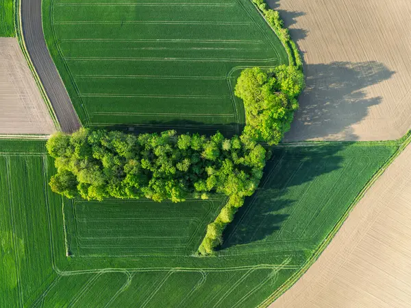 Hava aracı sarı tecavüz tohumlarının güzel tarlalarını görüyor. Tarlalarda köy çiftçiliği şekilleri. Sarı kolza tohumu açan bahar tarlaları, büyüyen bitkiler. Opole köyündeki tarlalar İHA 'dan.