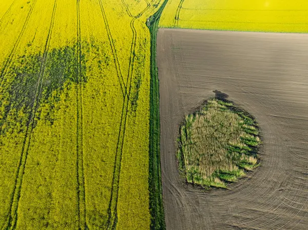 Hava aracı sarı tecavüz tohumlarının güzel tarlalarını görüyor. Tarlalarda köy çiftçiliği şekilleri. Sarı kolza tohumu açan bahar tarlaları, büyüyen bitkiler. Opole köyündeki tarlalar İHA 'dan.