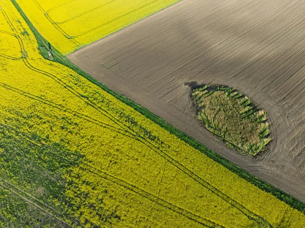 Hava aracı sarı tecavüz tohumlarının güzel tarlalarını görüyor. Tarlalarda köy çiftçiliği şekilleri. Sarı kolza tohumu açan bahar tarlaları, büyüyen bitkiler. Opole köyündeki tarlalar İHA 'dan.