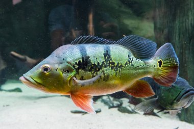 Exotarium 'daki balıklar. Exotarium' un iç manzarası. Egzotik balıklı akvaryumlar, sürüngenli teraryumlar ve böcek ve vahşi yaşamın eğitici gösterimleri. Polonya 'da Sosnowiec Exotarium. 