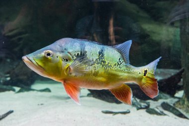 Exotarium 'daki balıklar. Exotarium' un iç manzarası. Egzotik balıklı akvaryumlar, sürüngenli teraryumlar ve böcek ve vahşi yaşamın eğitici gösterimleri. Polonya 'da Sosnowiec Exotarium. 