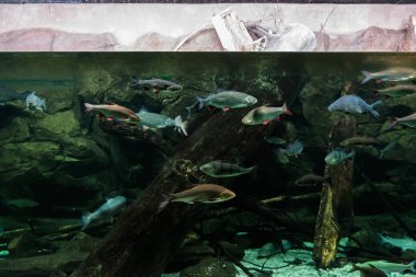 Exotarium 'daki balıklar. Exotarium' un iç manzarası. Egzotik balıklı akvaryumlar, sürüngenli teraryumlar ve böcek ve vahşi yaşamın eğitici gösterimleri. Polonya 'da Sosnowiec Exotarium. 