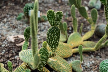 Exotarium 'un iç manzarası. Egzotik balıkların, kurbağaların, karıncaların, örümceklerin, sürüngenlerin bulunduğu akvaryumların ve Polonya 'da böceklerin ve vahşi yaşamın eğitici gösterimlerinin sergilendiği akvaryumlar..