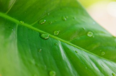 Çiyli bir bitkinin yeşil yaprağı. Yağmurlu bir gün. Yaz ya da bahar geçmişi. Yakın plan. Tazelik kavramı.