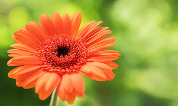 Bulanık yeşil arka planda turuncu parlak çiçek. Çiçek açan Gerbera çiçeği, yaklaş. Boşluğu kopyala.