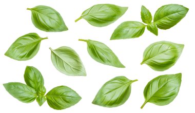 Beyaz arka planda taze fesleğen yaprakları. İtalyan baharatı, sos bazlı. Doğa geçmişi. Üst görünüm seti.