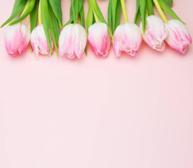 Pembe arka planda pembe lalelerden oluşan taze tomurcuklanan bir çizgi. Uzayı kopyala İlkbahar.