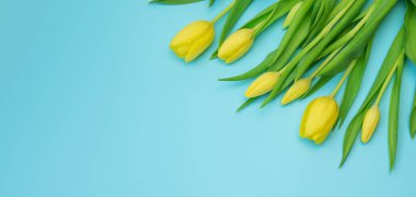 Mavi arka planda sarı lalelerden oluşan bir demet taze tomurcuk. Spring Banner tasarımı, kopyalama alanı.
