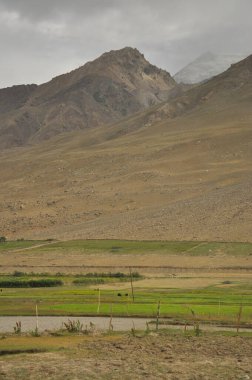 Padum, Zanskar Vadisi, Ladakh, INDIA 'da gölün yanında yeşil bir tarlası olan kuru dağın akşam manzarası 