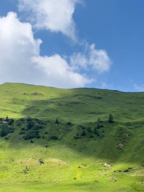 Sakin, yuvarlanan yeşil tepeleri gösteren, güneş ışığıyla yıkanmış, dağınık ağaçlar ve küçük kayalık çıkıntılarla dolu bir manzara. Yumuşak bulutlu berrak mavi gökyüzü, sahneye derinlik ve sükunet ekler. Bu da onu dokunulmamış mükemmel bir tasvir eder.