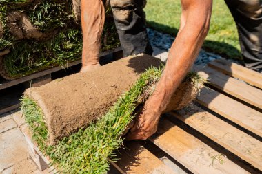 Güneşli bir günde çim biçme işlemine hazırlanan, ahşap bir palete çim rulosu yerleştiren birinin yakın çekimi.