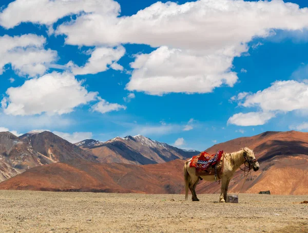 Dağ sırasını ve gökyüzünü kaplayan Ladakh manzaralı at, Hindistan 'daki en yüksek plato..