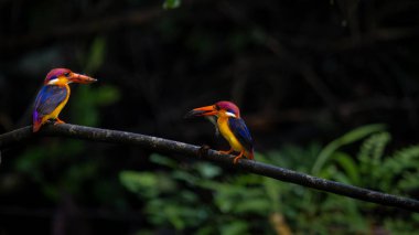 Doğu cücesi Kingfisher veya ODKF kuşları tropikal, nemli, yoğun ormanlarda bulunur ve böcek, kertenkele ve kurbağalarla beslenirler.