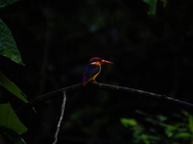 Doğu cücesi Kingfisher veya ODKF kuşları tropikal, nemli, yoğun ormanlarda bulunur ve böcek, kertenkele ve kurbağalarla beslenirler.