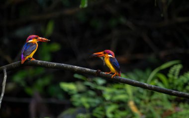 Doğu cücesi Kingfisher veya ODKF kuşları tropikal, nemli, yoğun ormanlarda bulunur ve böcek, kertenkele ve kurbağalarla beslenirler.