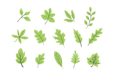 Beyaz arkaplanda yeşil yaprak simgeleri, düz vektör illüstrasyonu, düz izole vektör sembolleri ayarlandı.