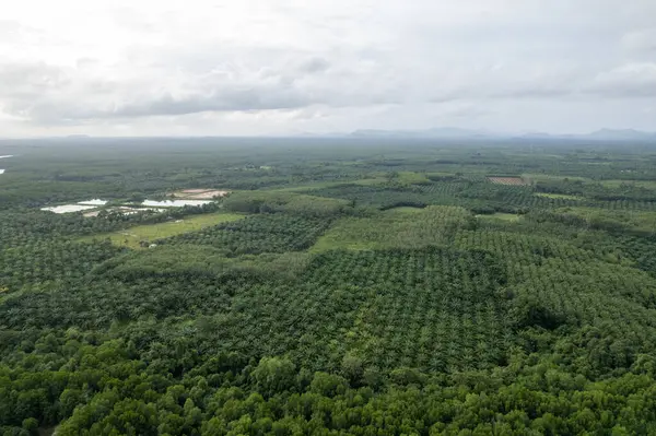 Palm tree plantation from aerial in forest