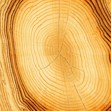 Dünyanın en uzun yeşil ağacının gerçekçi dokusu, ABD yapımı - Vektör illüstrasyon