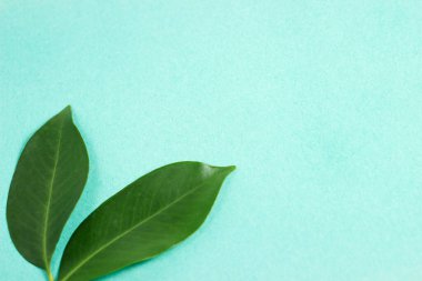 yeşil yaprak deniz köpüğünün parlak arka planında