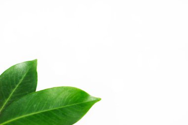 Köşede yeşil yapraklar, izole edilmiş beyaz arka planda. Botanik stili, duvar kâğıdı vs. ile doğal organik ürünün arka planı olarak kullanabilirsiniz. Kopyalama alanı olan şablon