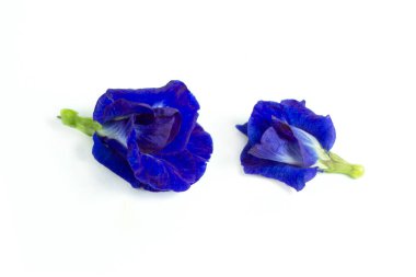 Kelebek bezelye çiçeğini izole edilmiş beyaz arka plan, klitoria ternatea