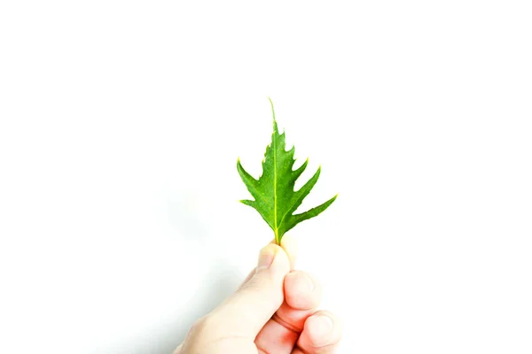 Bir elde küçük kıvırcık yeşil bir yaprak, izole beyaz arka planda, boşluklu.