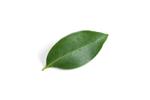 Frunză Verde Fundal Alb Izolat — Fotografie, imagine de stoc
