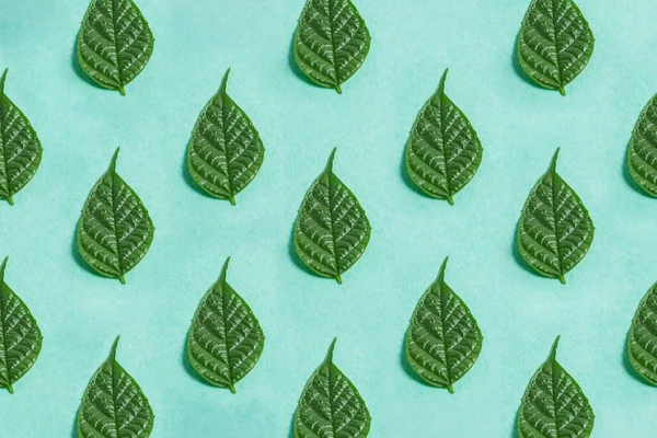 Deniz köpüğündeki yeşil yapraklar parlak arkaplan